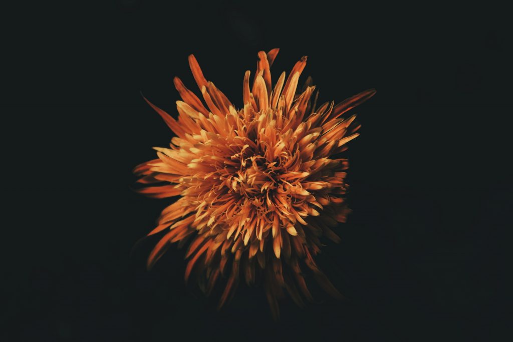 SpellingChrysanthemum by Margaret Maureen Walker